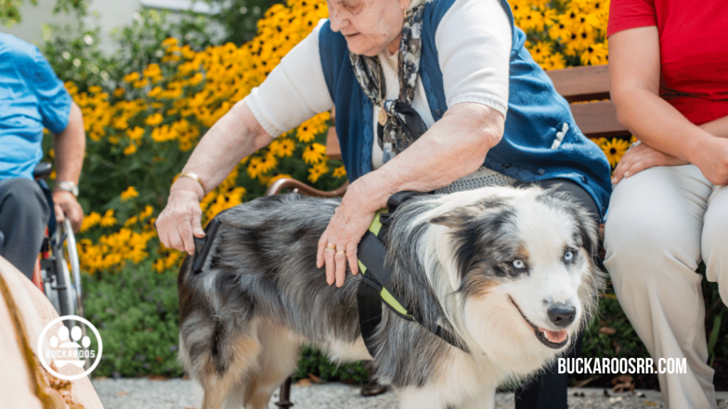 5 interesting facts about assistance dogs 1 facts about assistance dogs