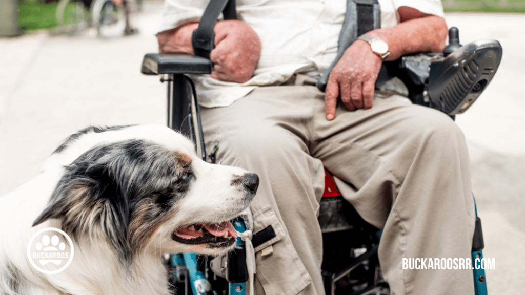 5 interesting facts about assistance dogs 2 facts about assistance dogs