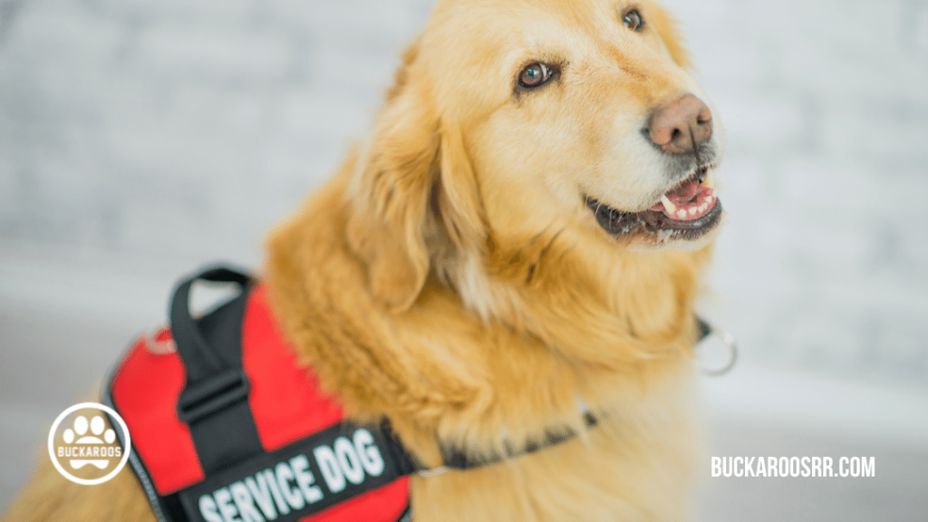 5 interesting facts about assistance dogs 3 facts about assistance dogs