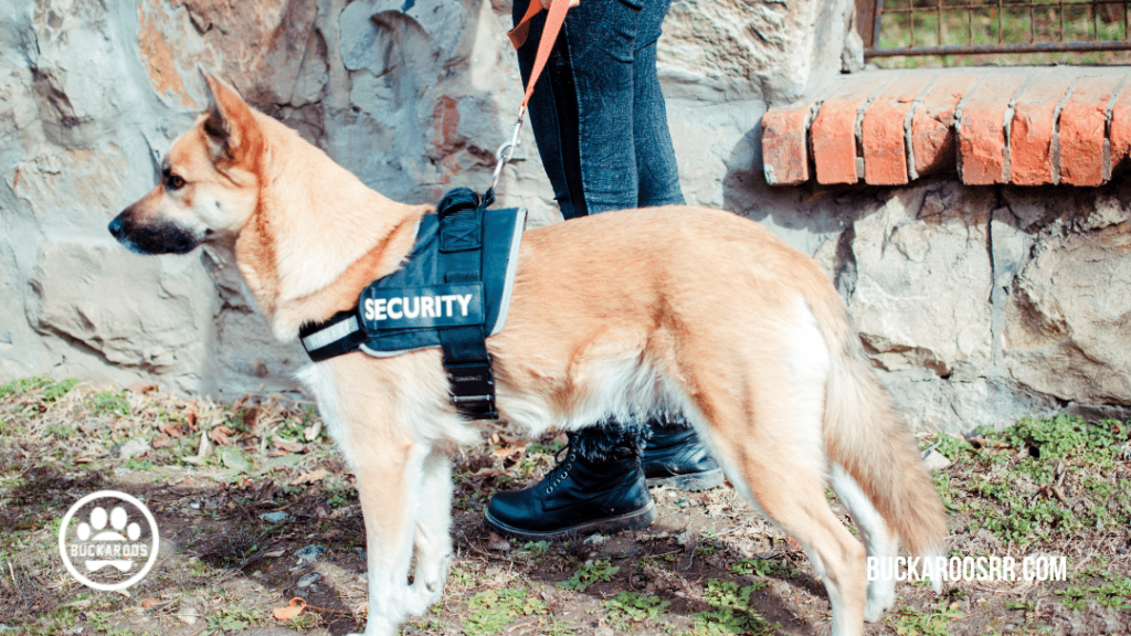 5 interesting facts about assistance dogs 4 therapy dogs