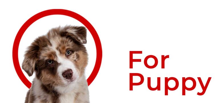 BUCKAROOS-PUPPY-SHOP