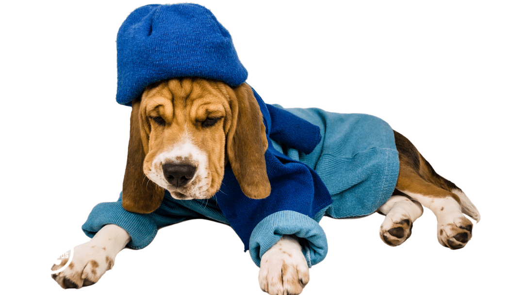 13 spooktacular halloween dog costumes 1 halloween dog costumes