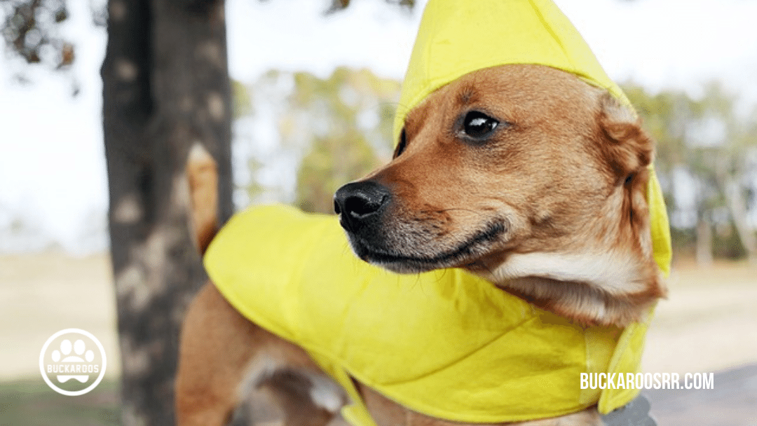 13 spooktacular halloween dog costumes 2 halloween dog costumes