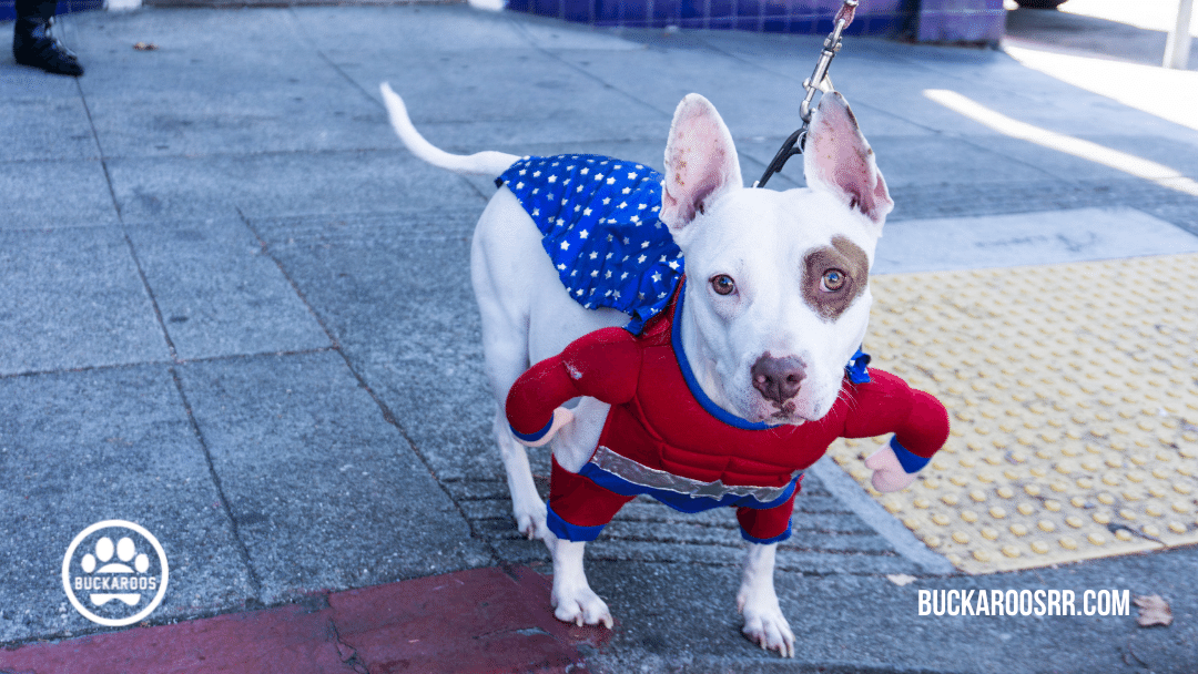 13 spooktacular halloween dog costumes 3 halloween dog costumes