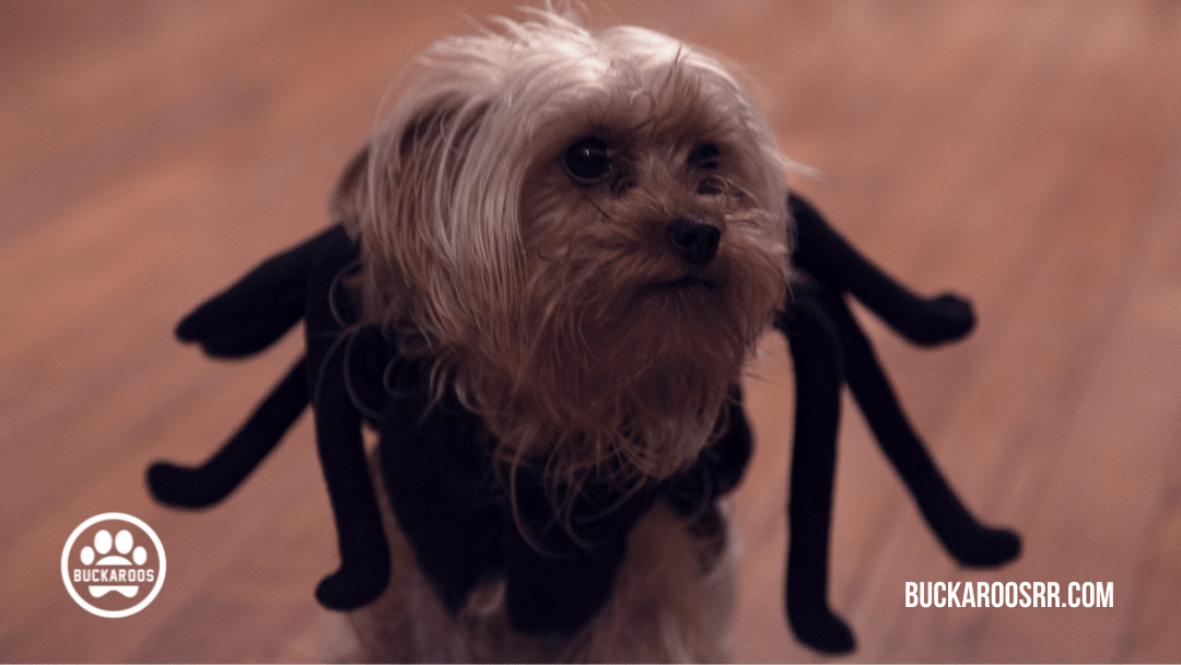 13 spooktacular halloween dog costumes 4 halloween dog costumes