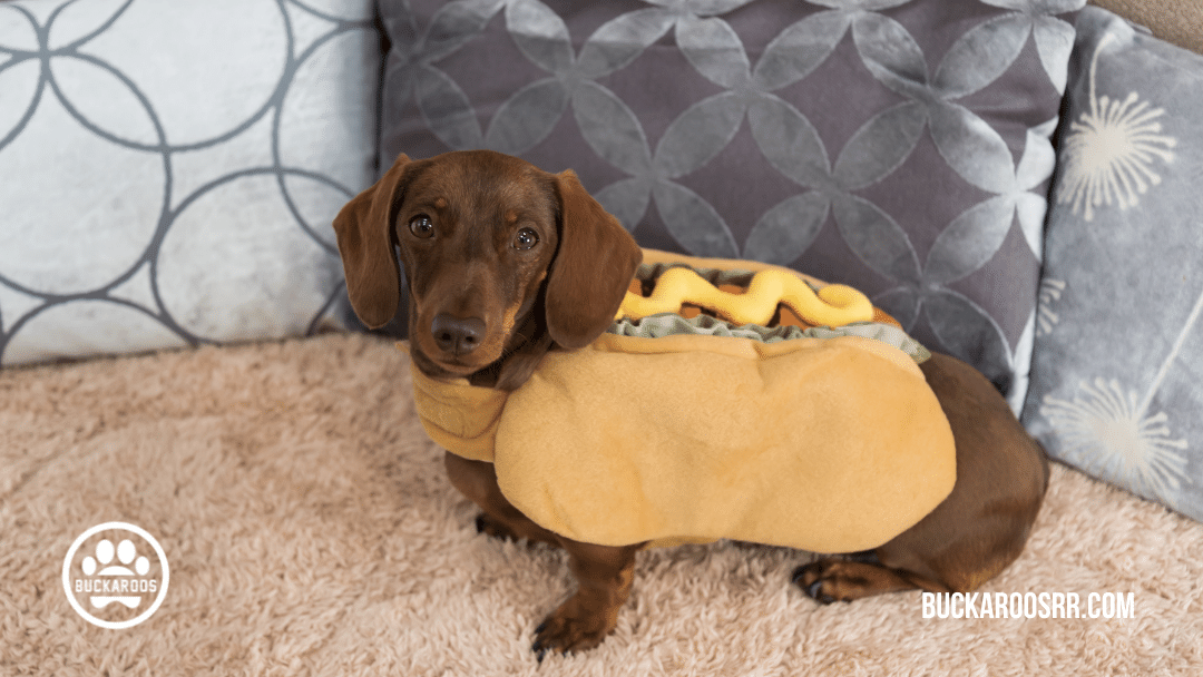 13 spooktacular halloween dog costumes 5 13 spooktacular halloween dog costumes