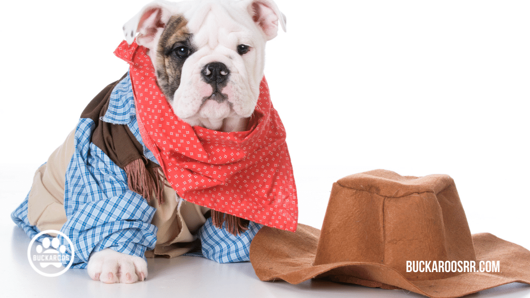 13 spooktacular halloween dog costumes 6 13 spooktacular halloween dog costumes