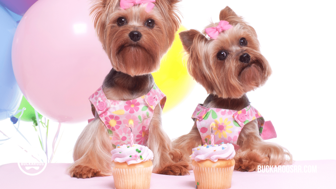 13 spooktacular halloween dog costumes 8 13 spooktacular halloween dog costumes