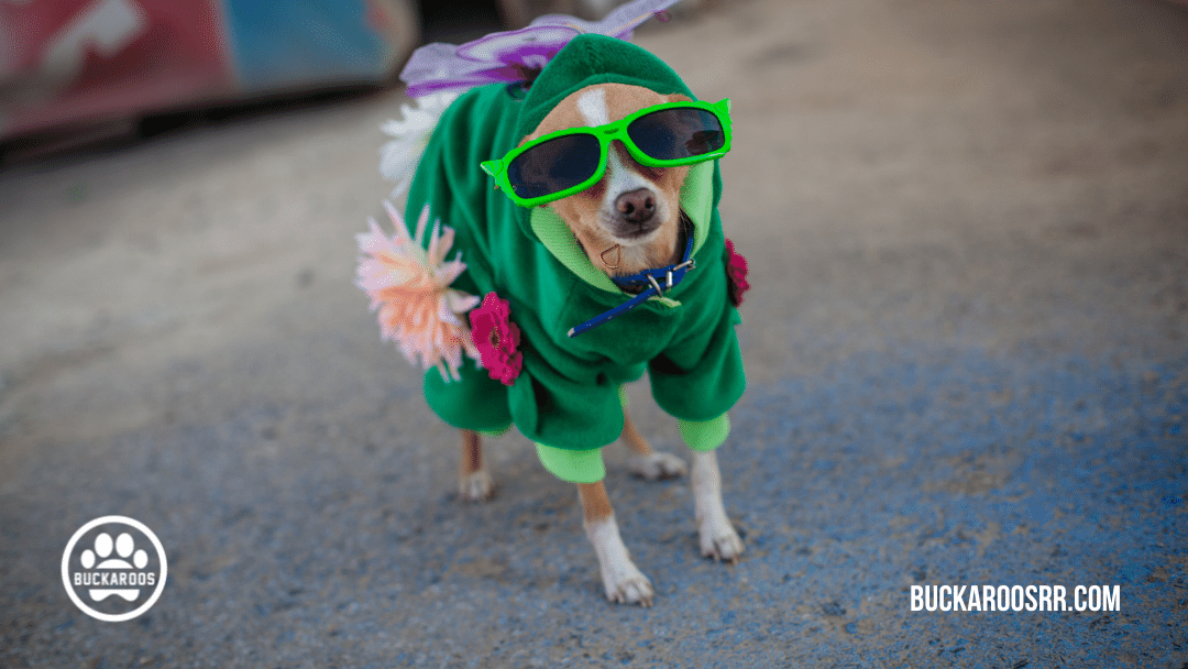 13 spooktacular halloween dog costumes 9 13 spooktacular halloween dog costumes