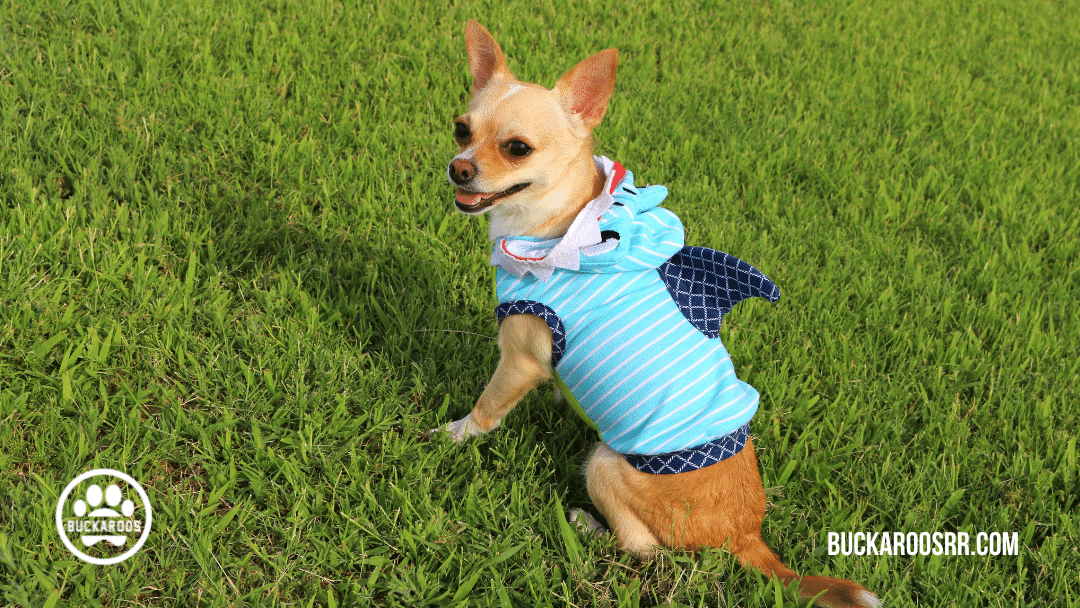 13 spooktacular halloween dog costumes 11 13 spooktacular halloween dog costumes