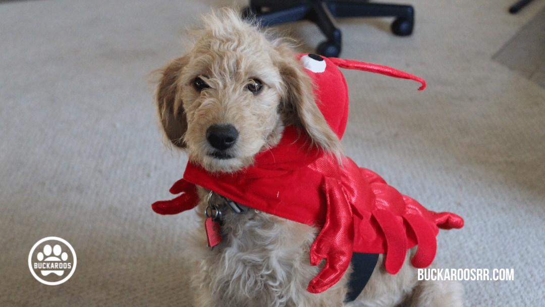 13 spooktacular halloween dog costumes 13 13 spooktacular halloween dog costumes