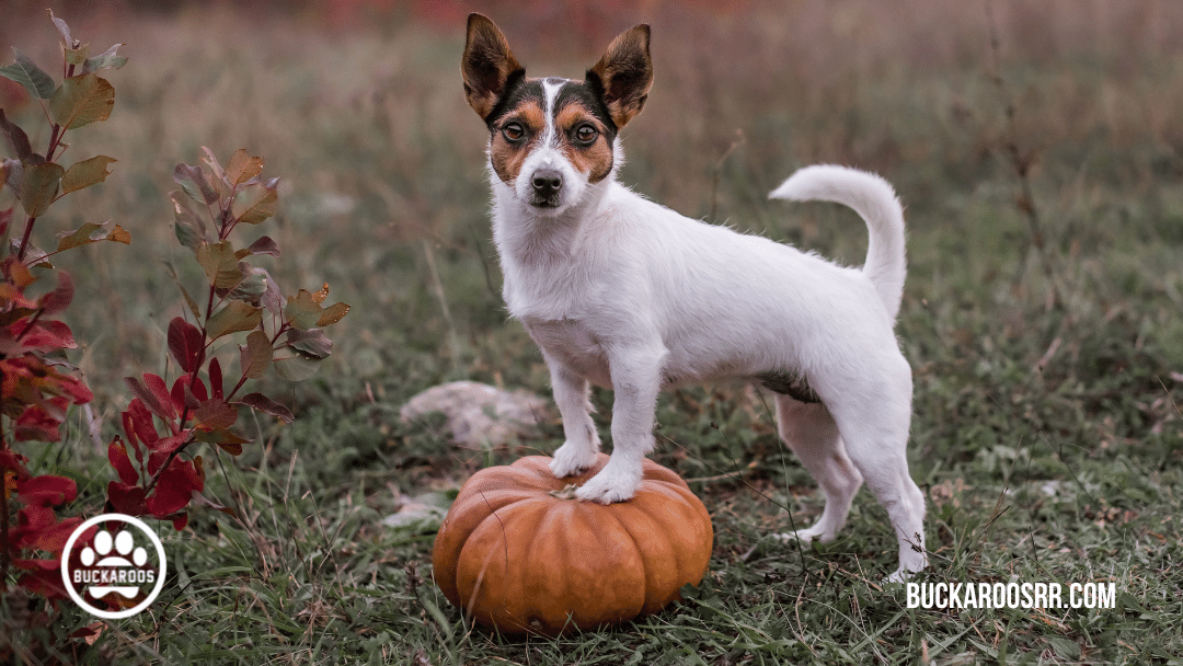 8 Prize-winning Halloween dog costume Photo opportunities 1 halloween dog costume