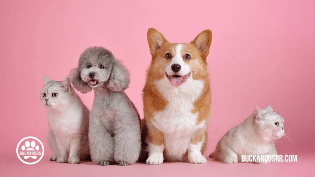 8 Prize-winning Halloween dog costume Photo opportunities 8 halloween dog costume