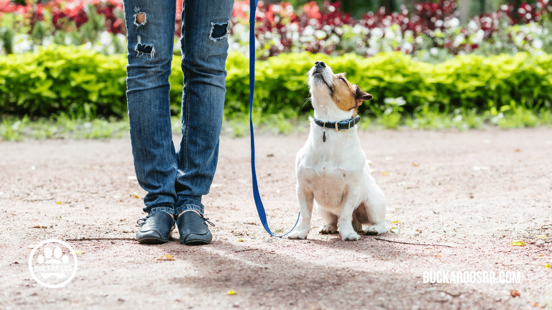 5 Minute basic dog training exercises 1 5 Minute basic dog training exercises https://360dogcare.com/2021/11/04/5-minute-basic-dog-training-exercises/