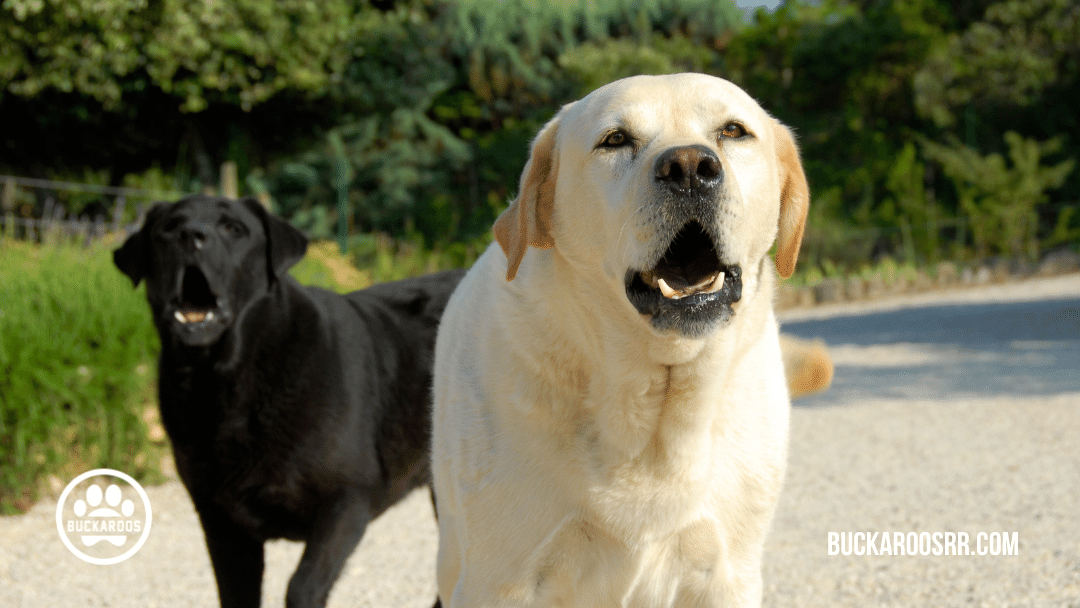 5 Minute basic dog training exercises 2 5 Minute basic dog training exercises