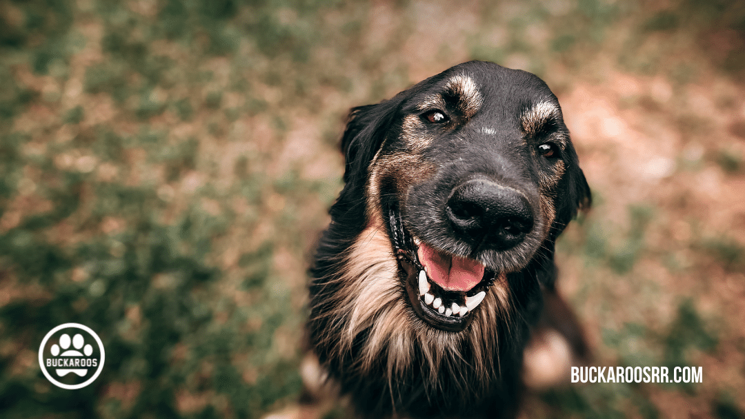 5 Minute basic dog training exercises 3 Dog training