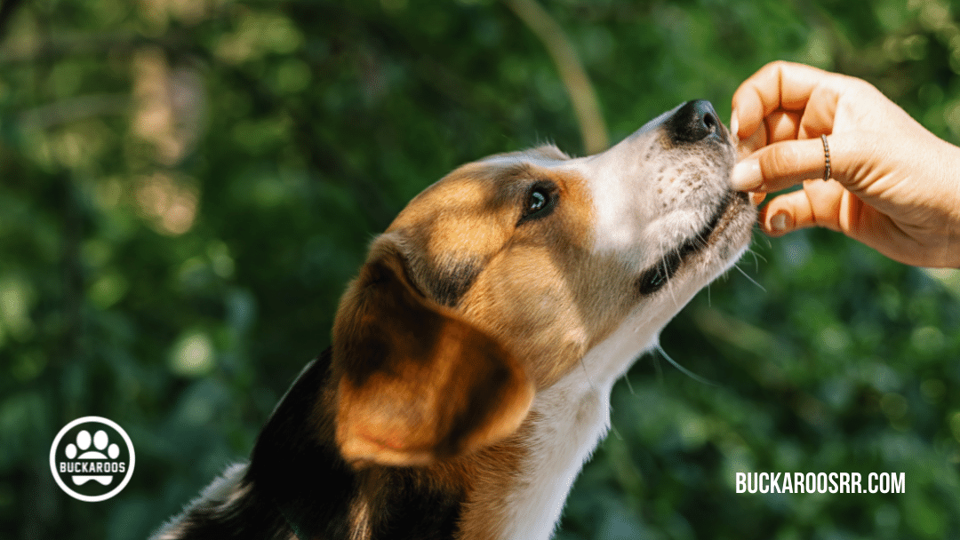 5 Minute basic dog training exercises 5 dog training exercises