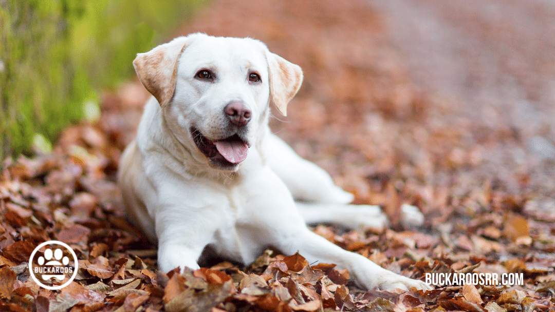 Top 10 buckaroos 360 dog breeds 1 TOP 10 BUCKAROOS 360 DOG BREEDS