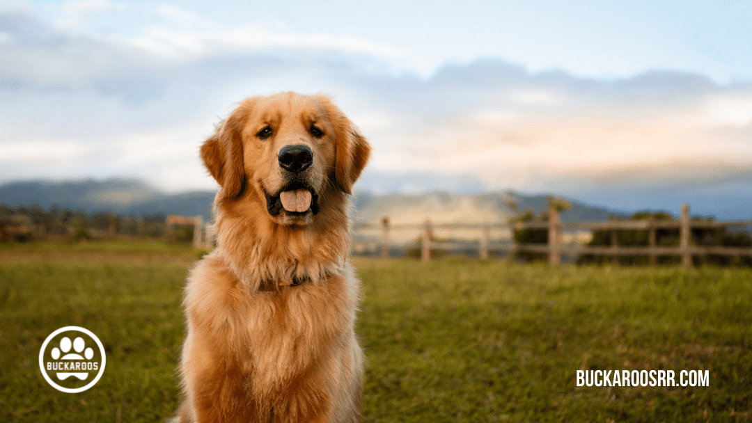 Top 10 buckaroos 360 dog breeds 2 TOP 10 BUCKAROOS 360 DOG BREEDS