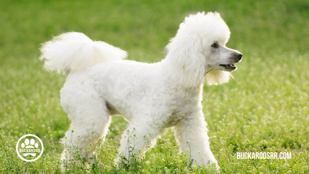 Top 10 buckaroos 360 dog breeds 4 dog breeds
