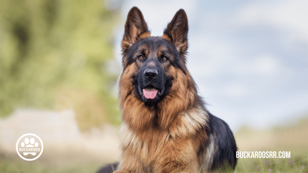 Top 10 buckaroos 360 dog breeds 5 dog breeds