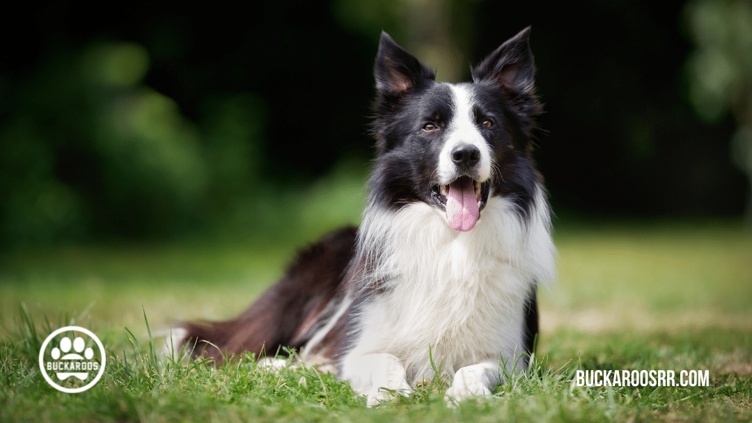 Top 10 buckaroos 360 dog breeds 7 dog breeds