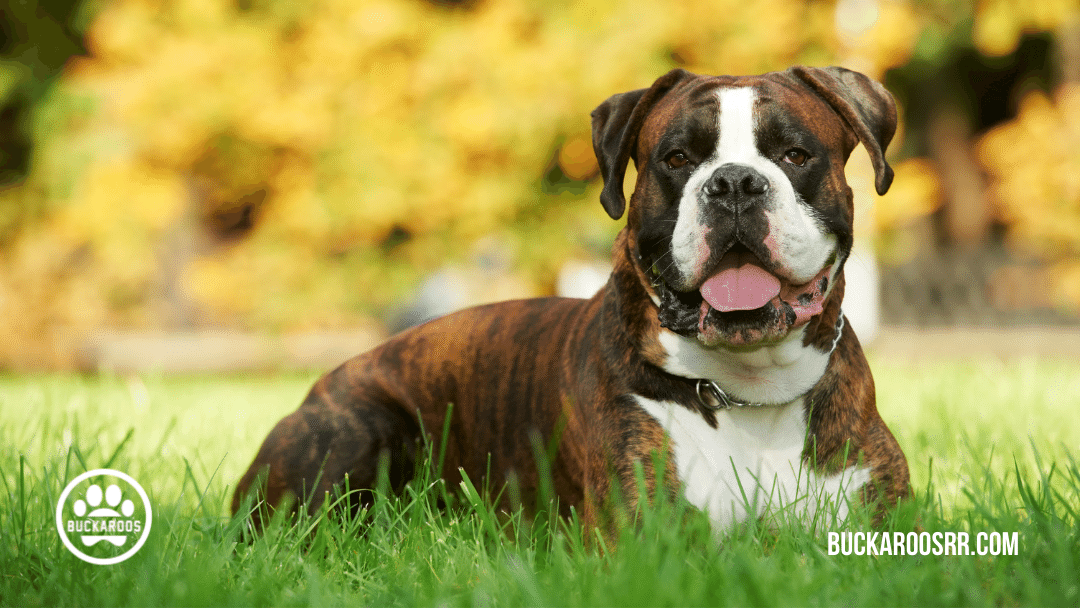 Top 10 buckaroos 360 dog breeds 10 Buckaroos 360