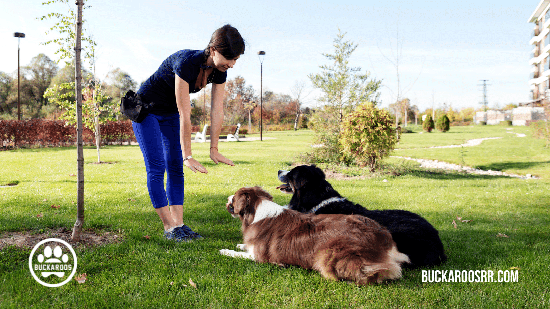 5 Thanksgiving 360 dog care tips 1 thanksgiving