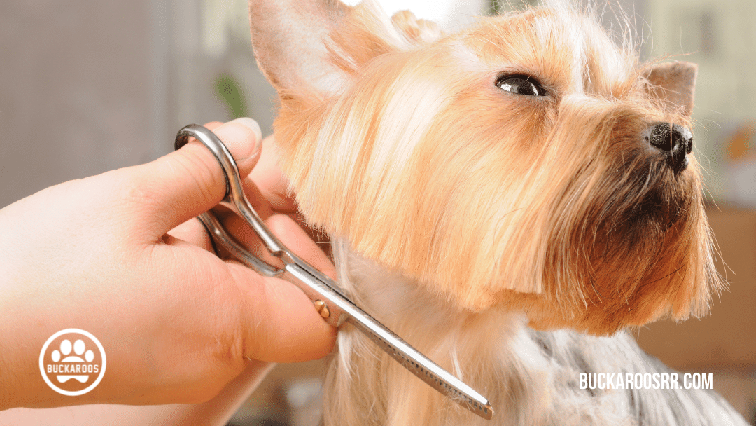 5 Thanksgiving 360 dog care tips 2 thanksgiving