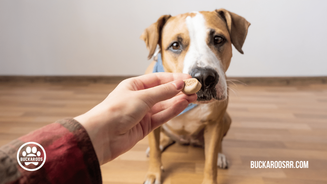 5 Thanksgiving 360 dog care tips 3 thanksgiving