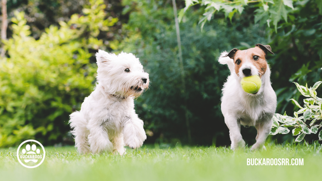 top 5 holiday pet safety tips 3 top 5 holiday pet safety tips