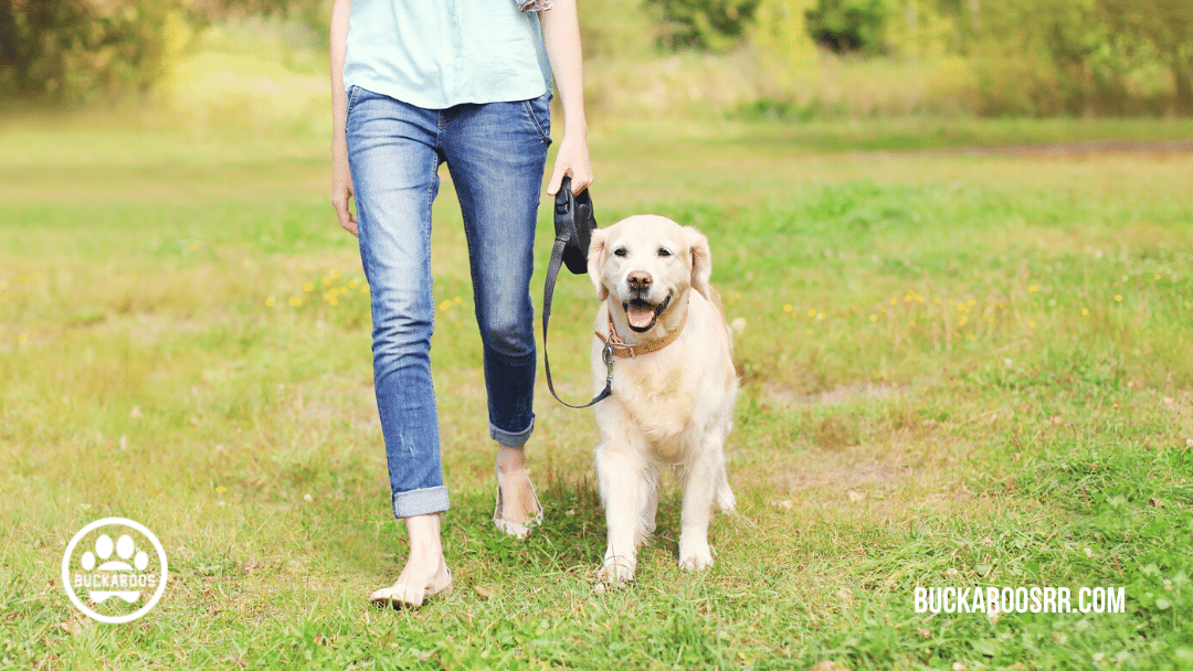 top 5 holiday pet safety tips 1 top 5 holiday pet safety tips