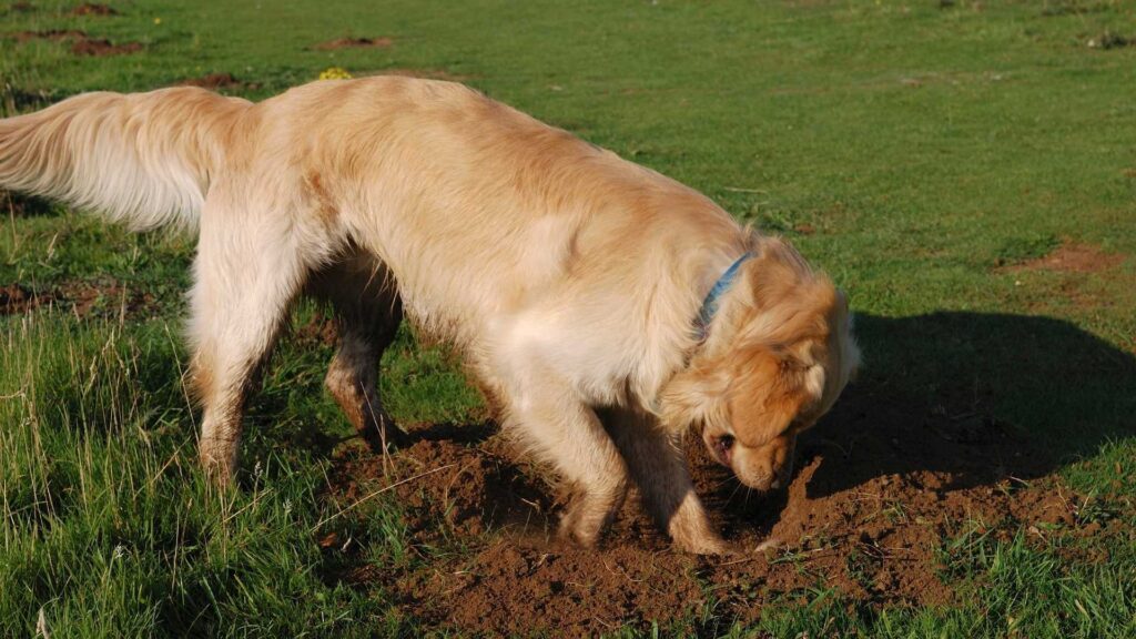 DOG DIGGING LAND