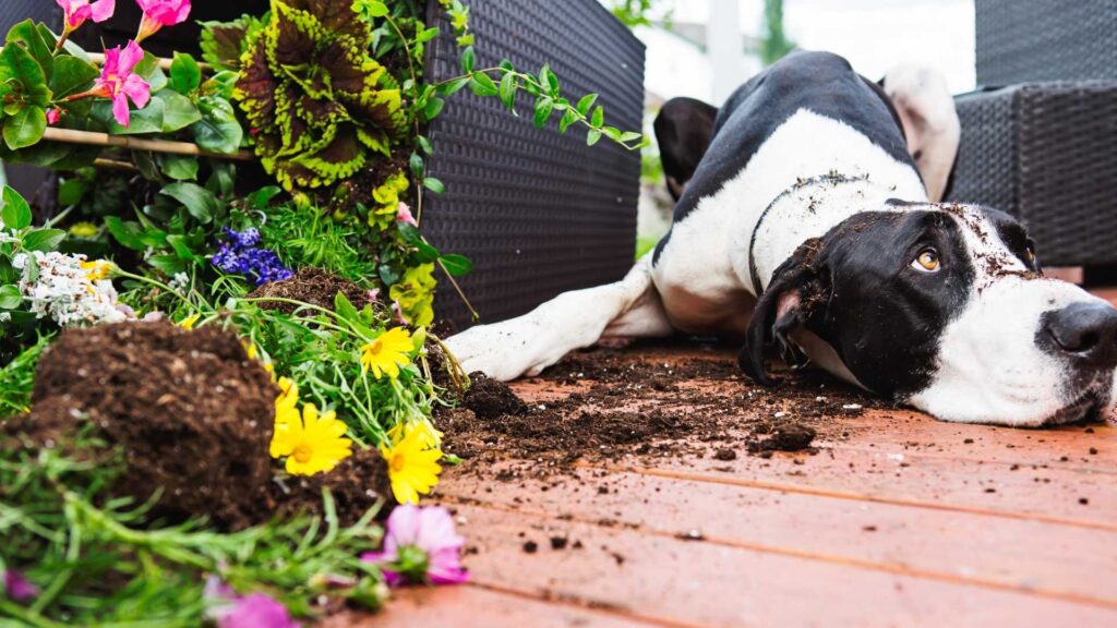 DOG DIGGING LAND