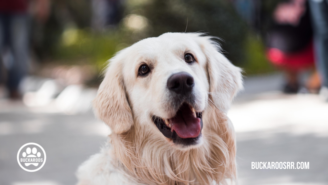 360 dog holidays, ways to celebrate with your dog 1 January Dog Holidays