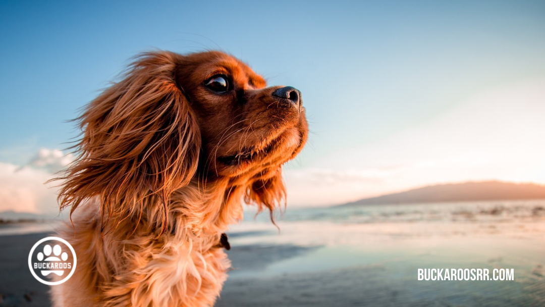 360 dog holidays, ways to celebrate with your dog 3 March Dog Holidays