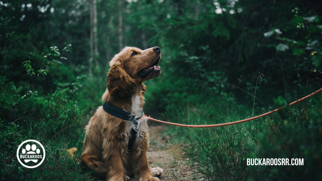 360 dog holidays, ways to celebrate with your dog 7 July dog holidays