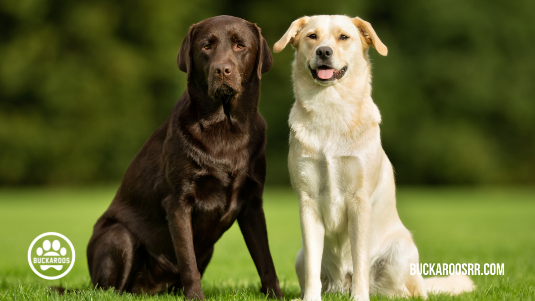 360 dog holidays, ways to celebrate with your dog 8 August dog holidays