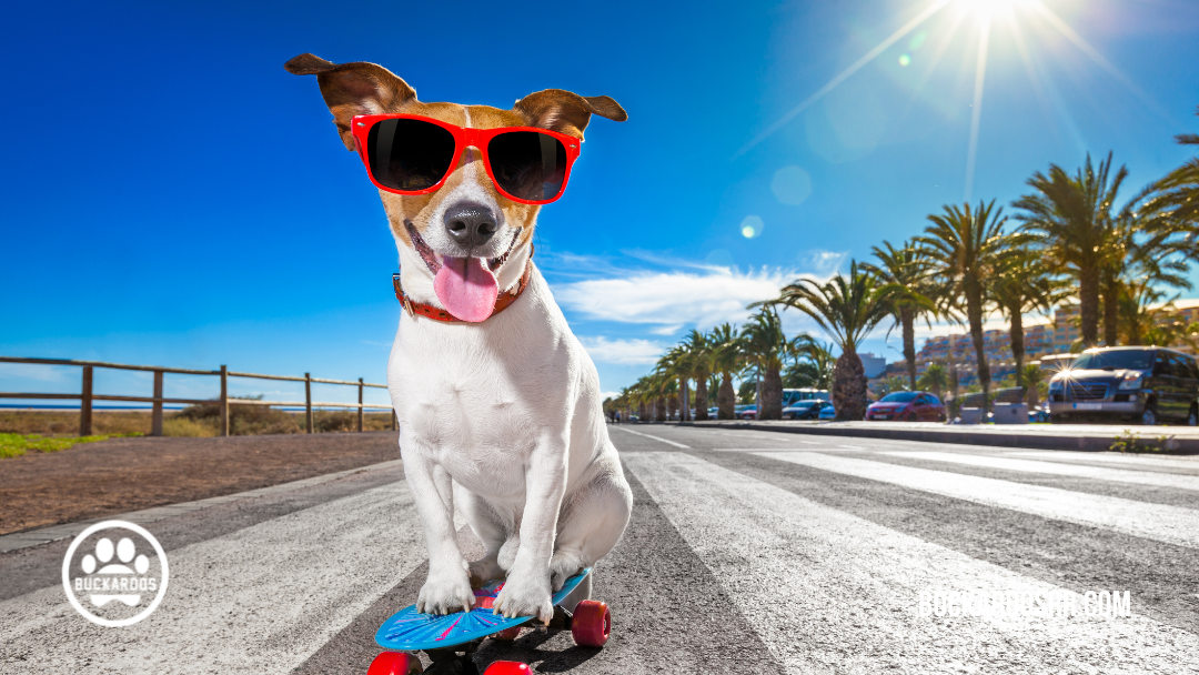 360 dog holidays, ways to celebrate with your dog 9 September Dog Holidays