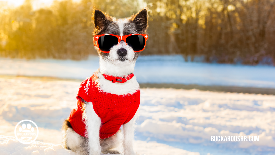 360 dog holidays, ways to celebrate with your dog 12 December Dog Holidays