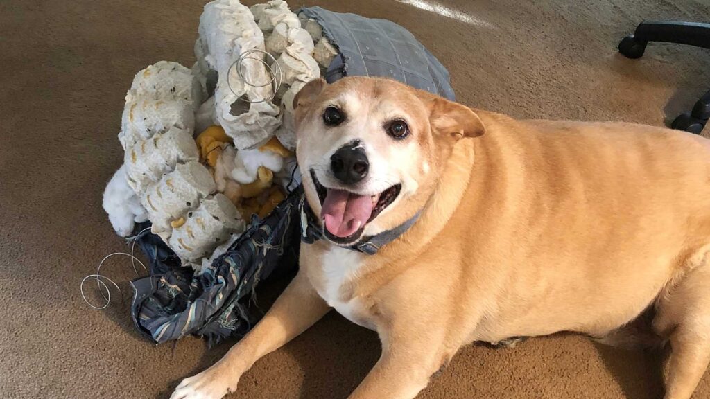 DOG DESTROYING