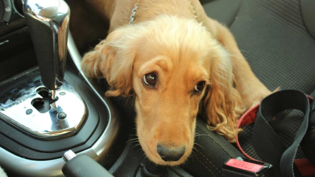 DOG IN CAR