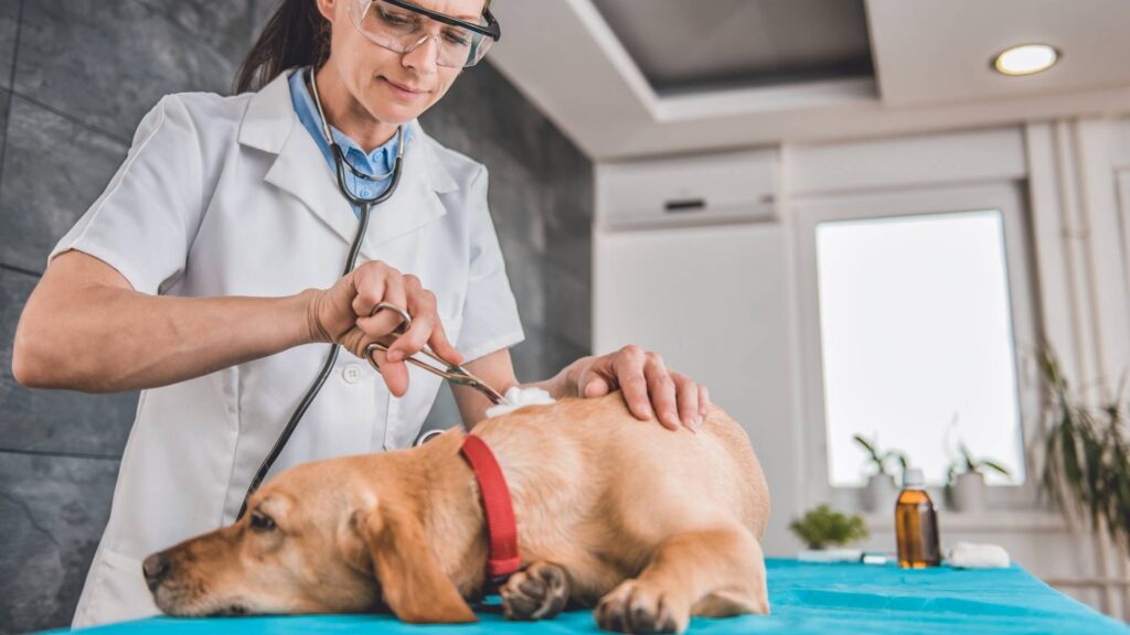 DOG FIRST AID ADA