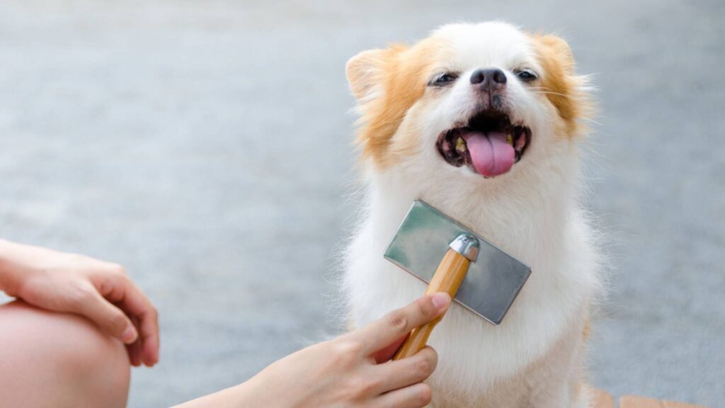 Dog Grooming in Ada Oklahoma