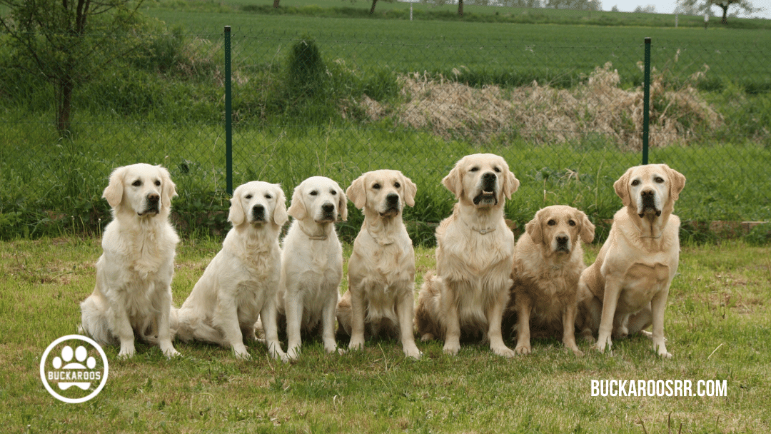 quality dog training leadership skills 1 dog training