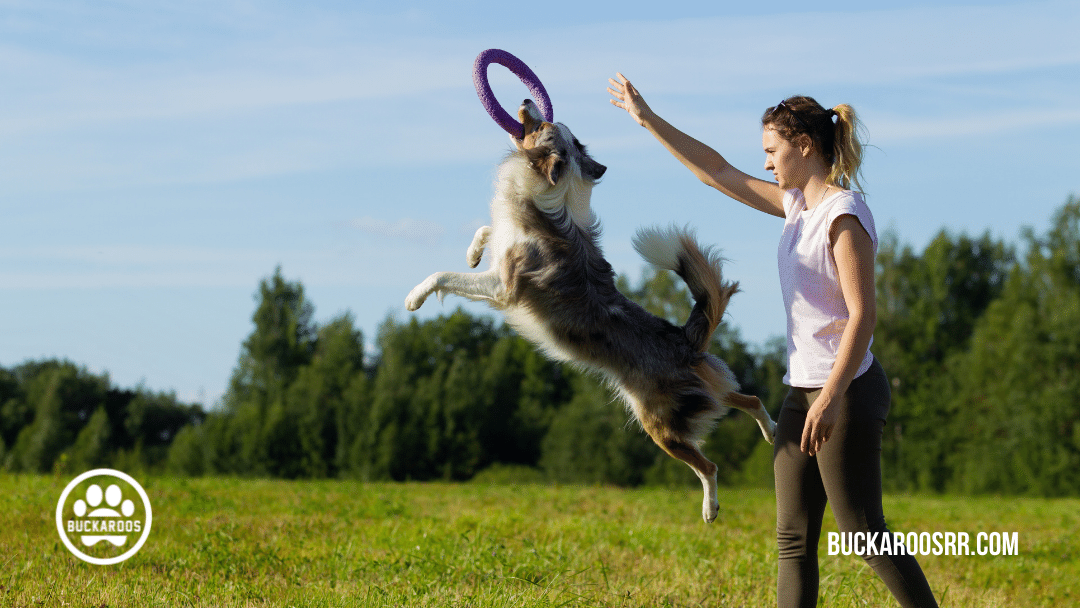 quality dog training leadership skills 10 dog training