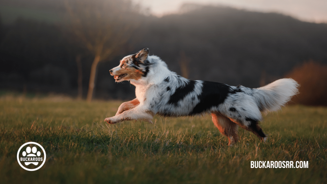 quality dog training leadership skills 2 dog training