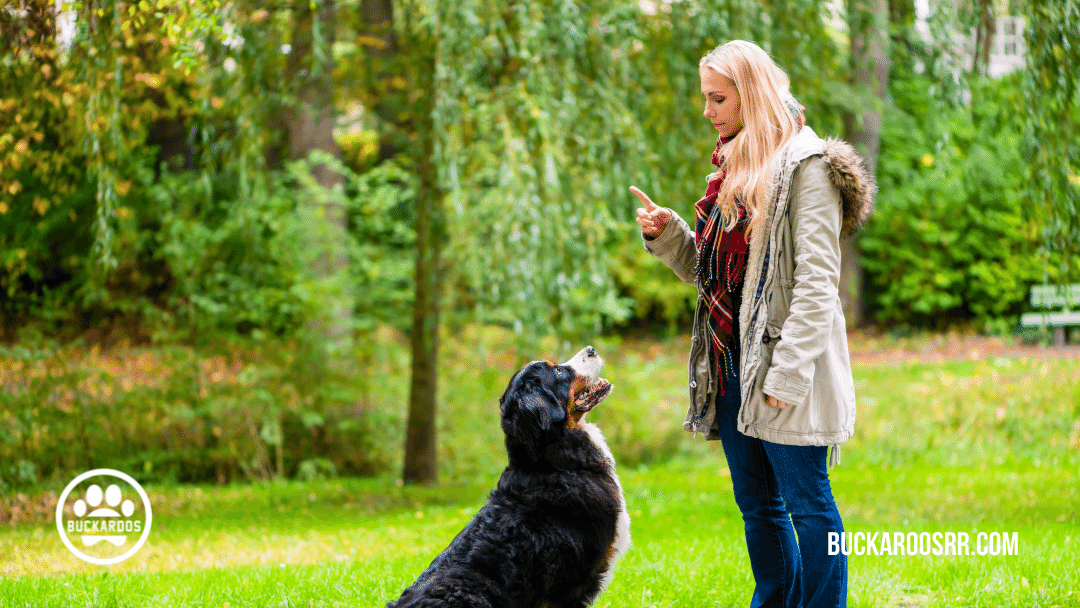 quality dog training leadership skills 3 quality dog training leadership skills