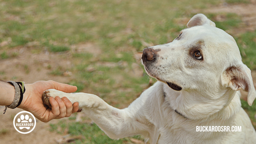 quality dog training leadership skills 4 quality dog training leadership skills