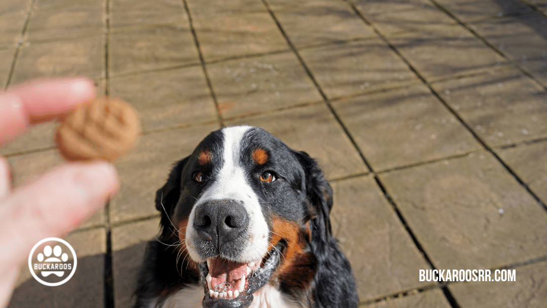 quality dog training leadership skills 5 quality dog training leadership skills